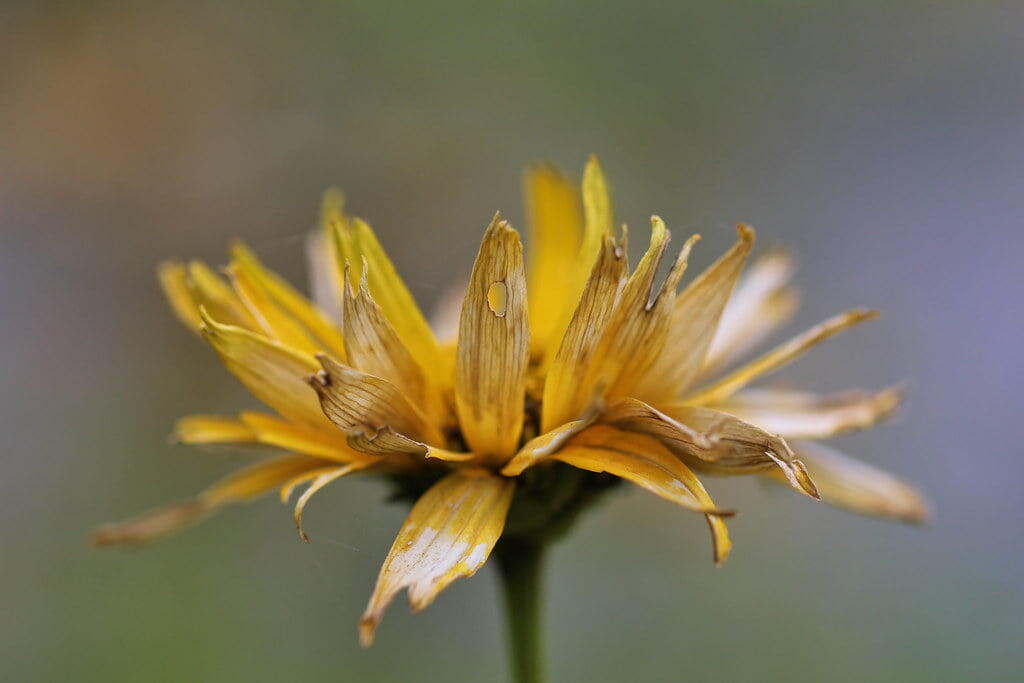 Dying Flower Cory Denton Flickr